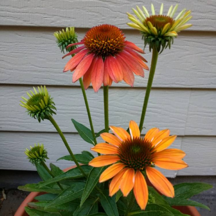 Plant image Echinacea 'Cheyenne Spirit' (Orange)