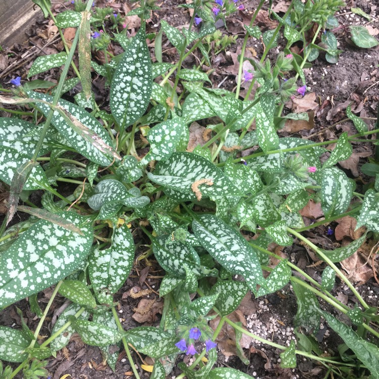 Plant image Pulmonaria 'Trevi Fountain'