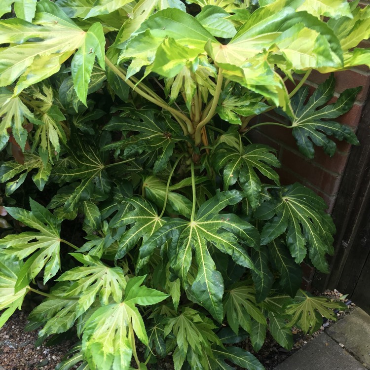 Plant image Fatsia japonica 'Annelise'