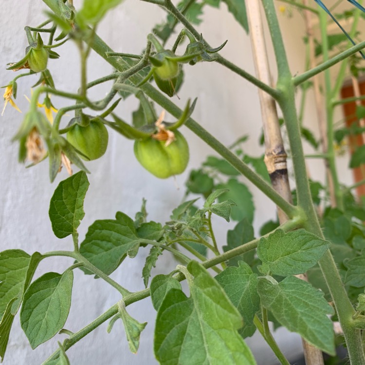 Plant image Solanum Lycopersicum 'Grosse Lisse'