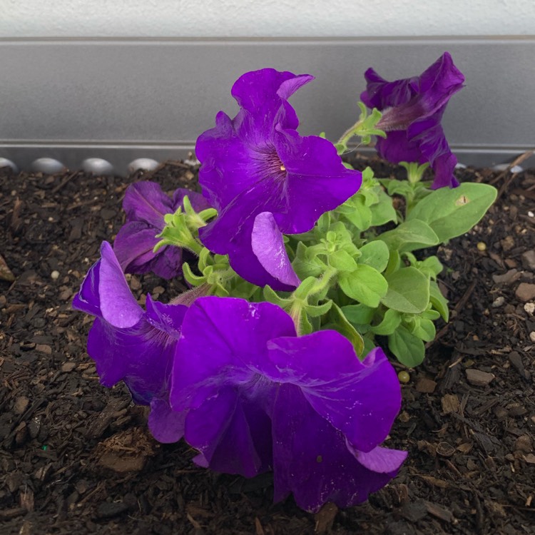 Plant image Petunia x hybrida 'F1 Ultra 'Blue'