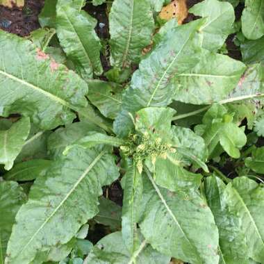 Rumex Crispus