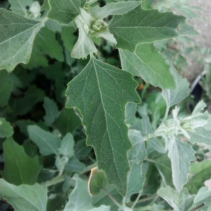 Plant image Chenopodium album