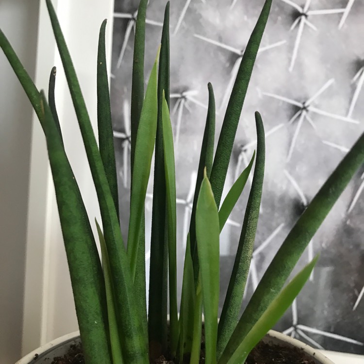 Plant image Sansevieria 'Japonesa Circle'