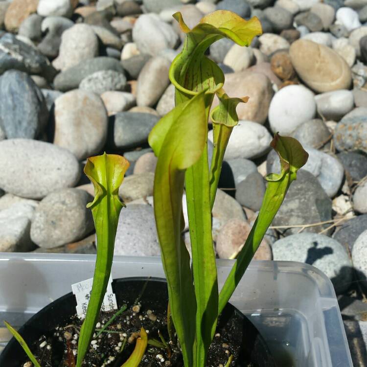 Plant image Darlingtonia californica