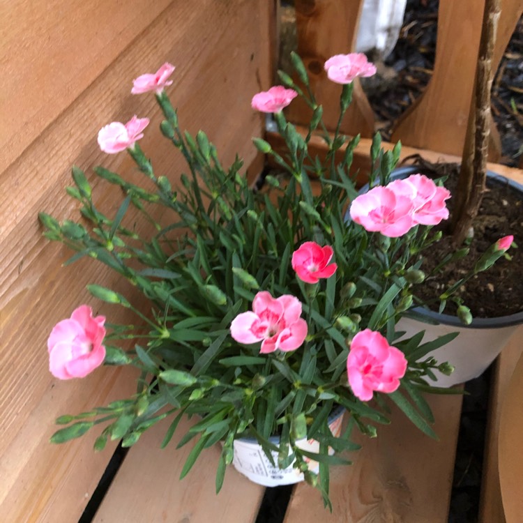 Plant image Dianthus interspecific 'Jolt Cherry'