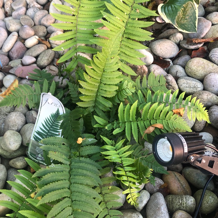 Plant image Dryopteris atrata cycadina