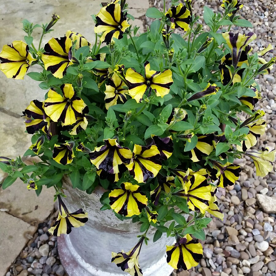 Plant image Petunia 'Banoffee Pie'