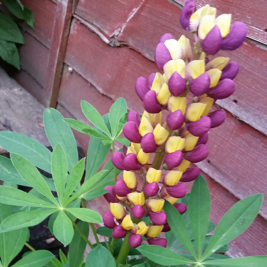 Plant image Lupinus 'Manhattan Lights'