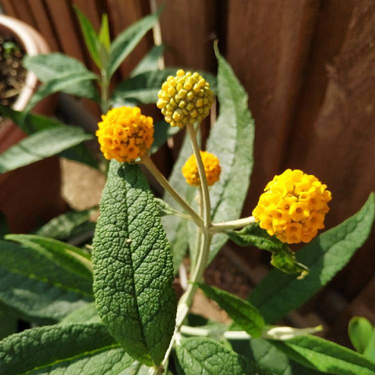 Plant image Buddleja x weyeriana 'Sungold'