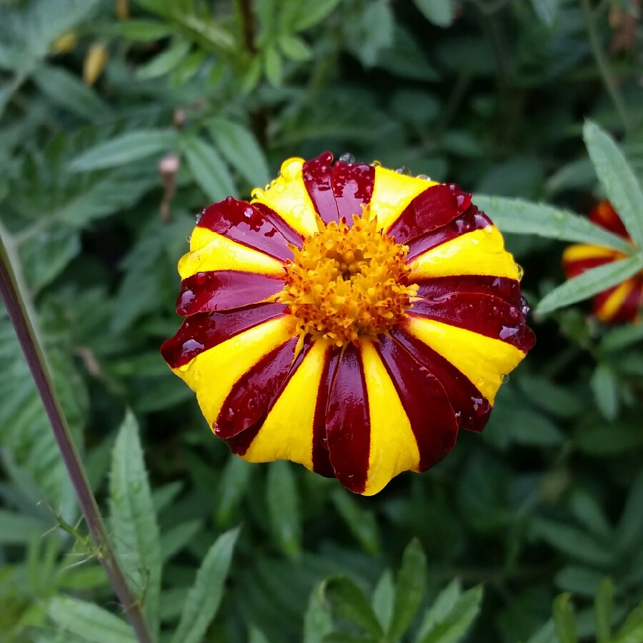 Plant image Tagetes patula 'Jolly Jester'