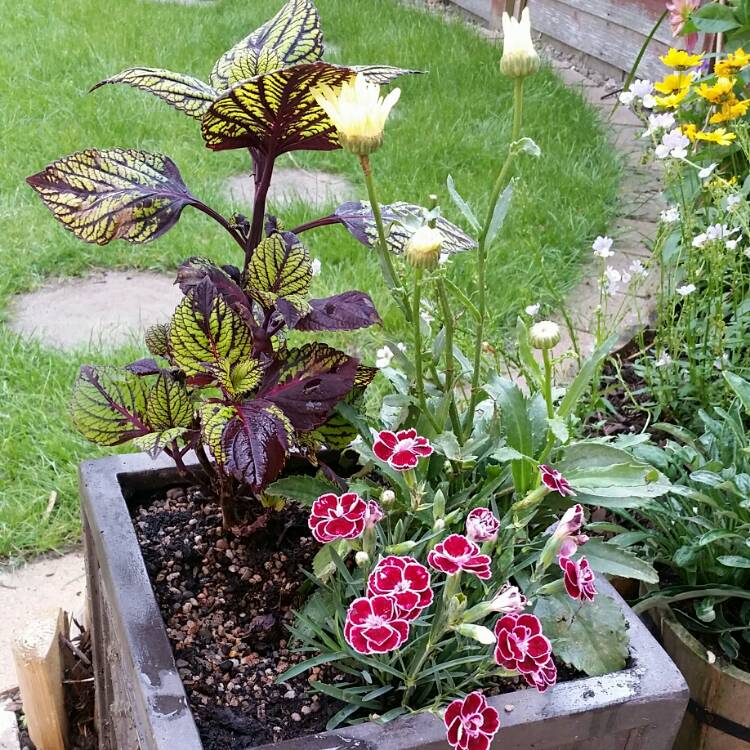 Plant image Leucanthemum x superbum 'Broadway Lights'