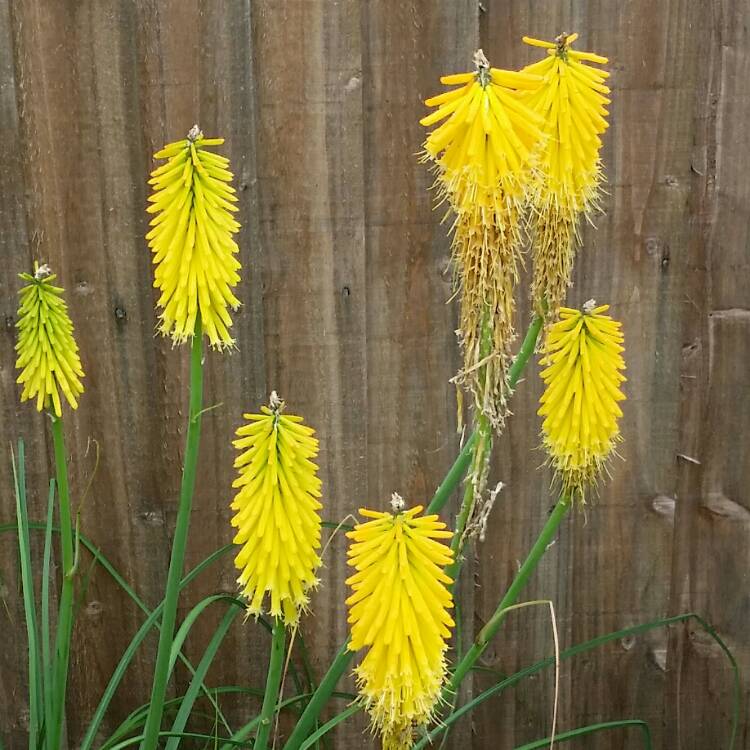 Plant image Kniphofia 'Mango Popsicle' (Popsicle Series)