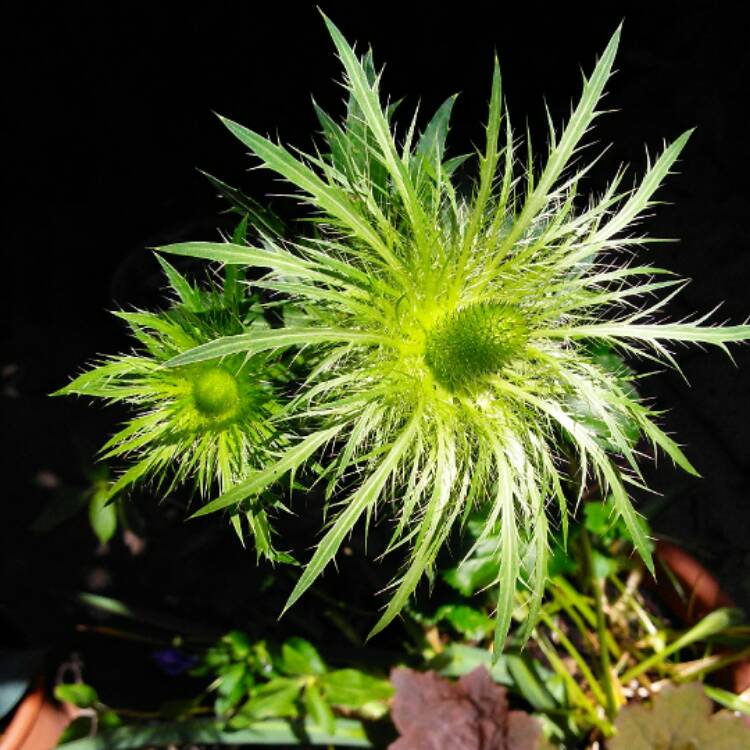 Plant image Eryngium alpinum 'Superbum'