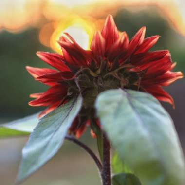 Helianthus annuus 'Black Magic'