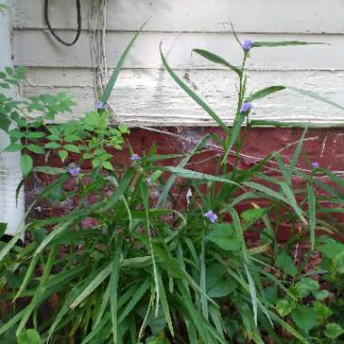 Spiderwort