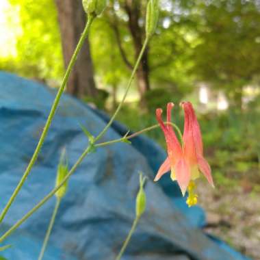 Canada columbine