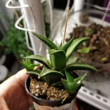 Haworthia Venosa ssp. Tessllata