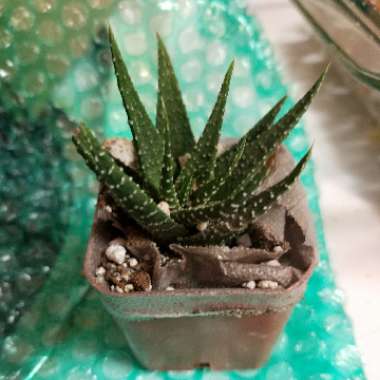 Haworthiopsis attenuata var. radula syn. Haworthia attenuata var. radula, Haworthia radula