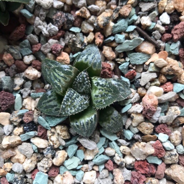 plant image 1410950