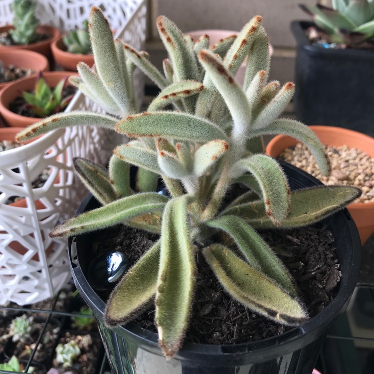 Plant image Kalanchoe Tomentosa 'Chocolate Soldier'