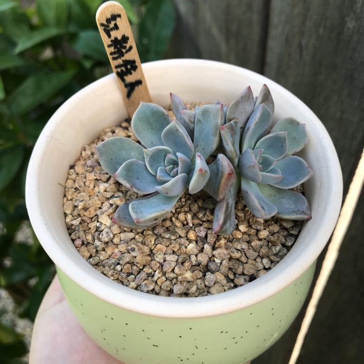 Plant image Echeveria Pretty In Pink