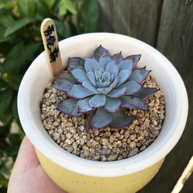 Plant image Echeveria Laulensis