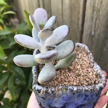 Cotyledon Orbiculata Cv