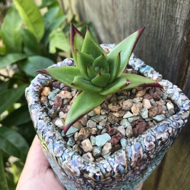 Echeveria Agavoides 'Lipstick'