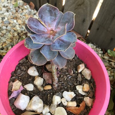 Echeveria 'Purple Pearl'