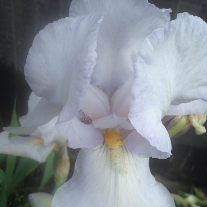 Iris