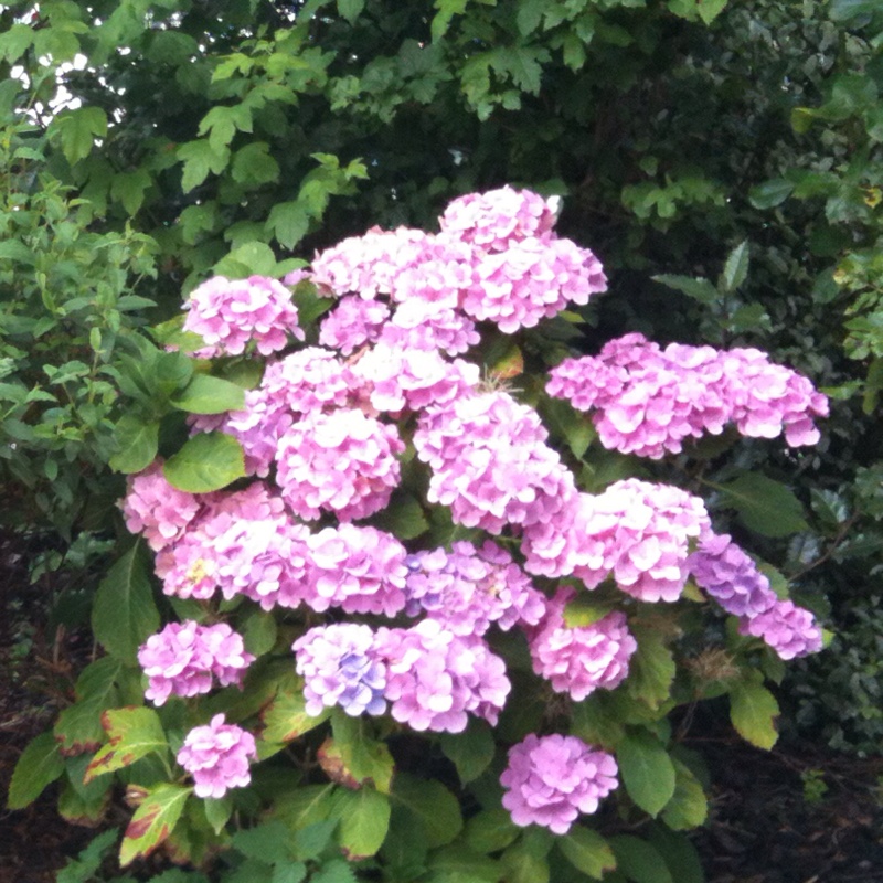 Hydrangea 'Altona'