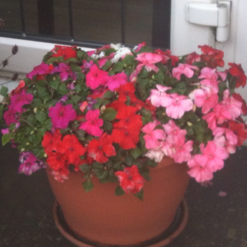 Plant image Impatiens walleriana 'Peach Swirl'