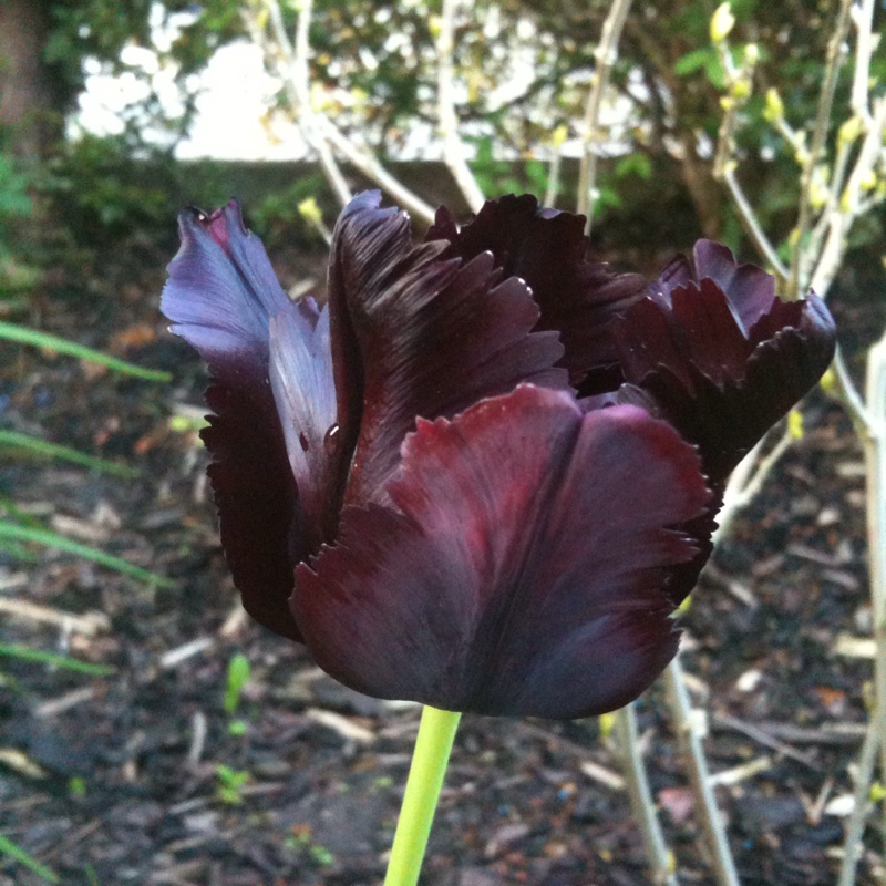 Tulip 'Queen Of Night' (Single Late)