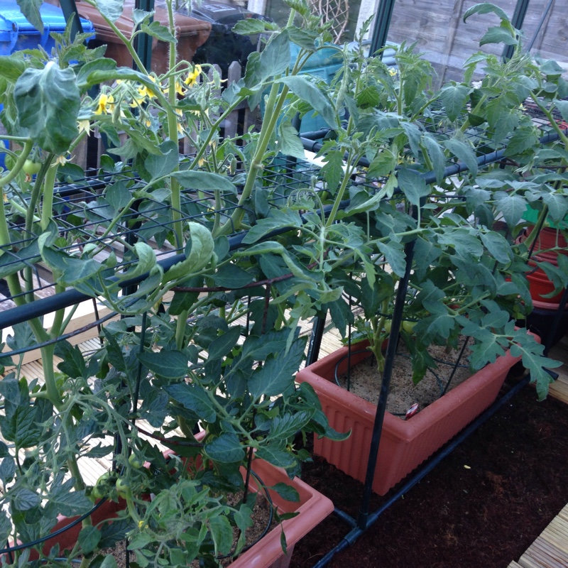 Tomato 'Alicante'