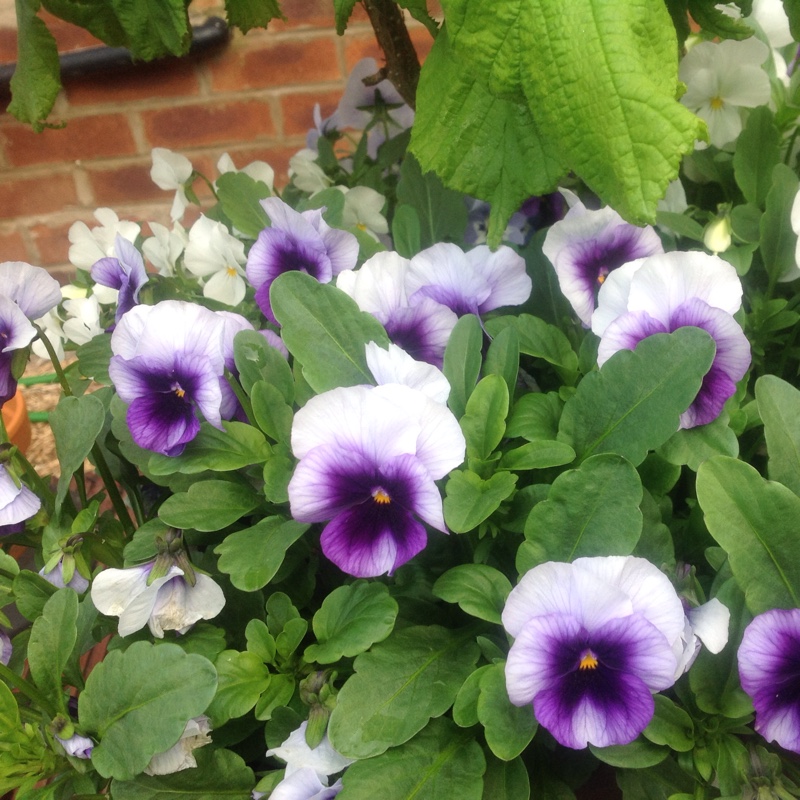 Horned Pansy 'Rocky Mickey'