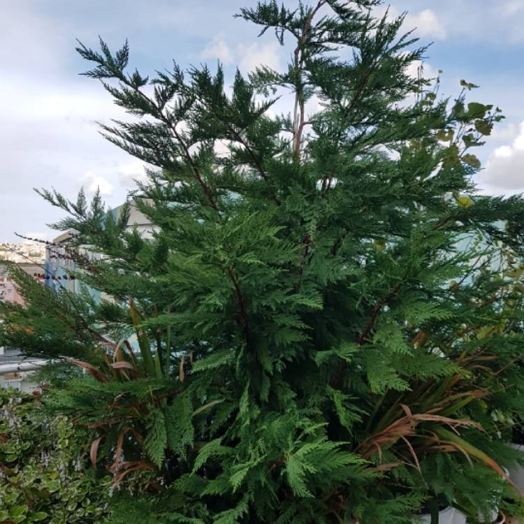 Plant image x Cuprocyparis leylandii