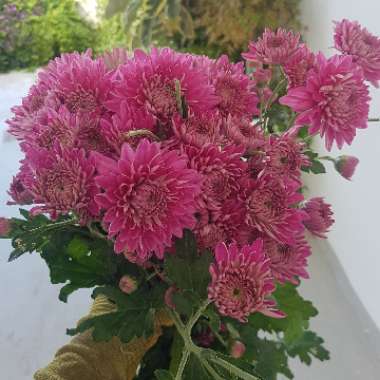 Chrysanthemum