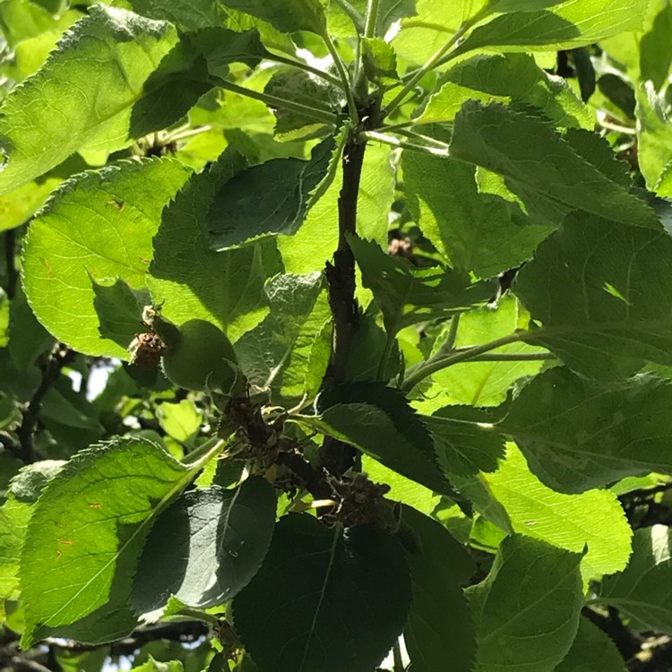 Plant image Malus domestica 'Howgate Wonder'