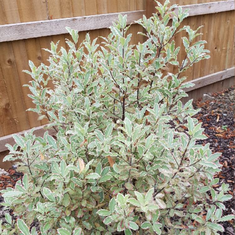 Plant image Pittosporum 'Garnettii'