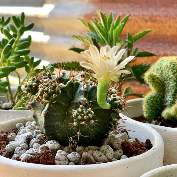 Plant image Gymnocalycium