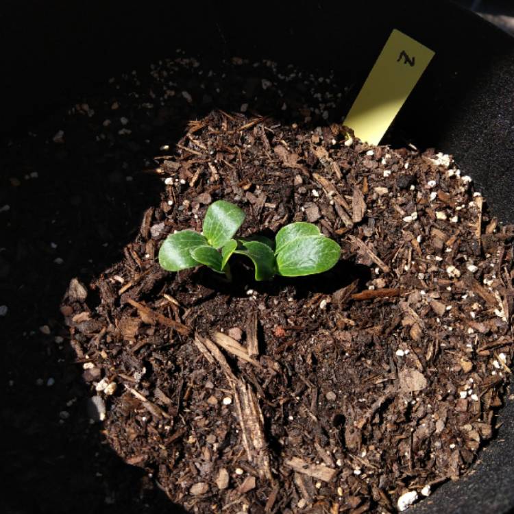 Plant image Cucurbita Pepo var. Cylindrica 'All Green Bush'