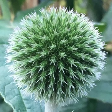 Globe Thistle