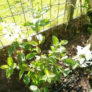 Hydrangea paniculata 'Everest'