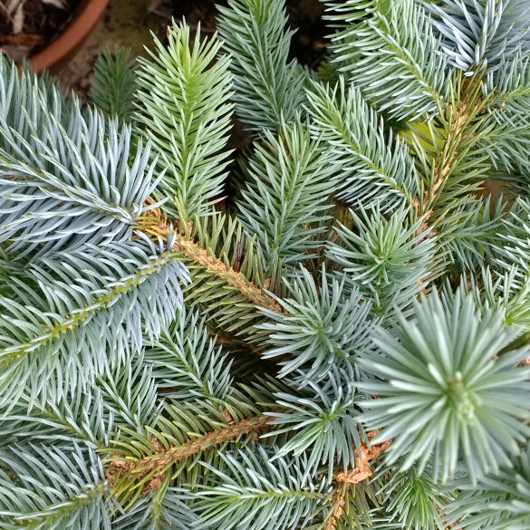 Picea abies