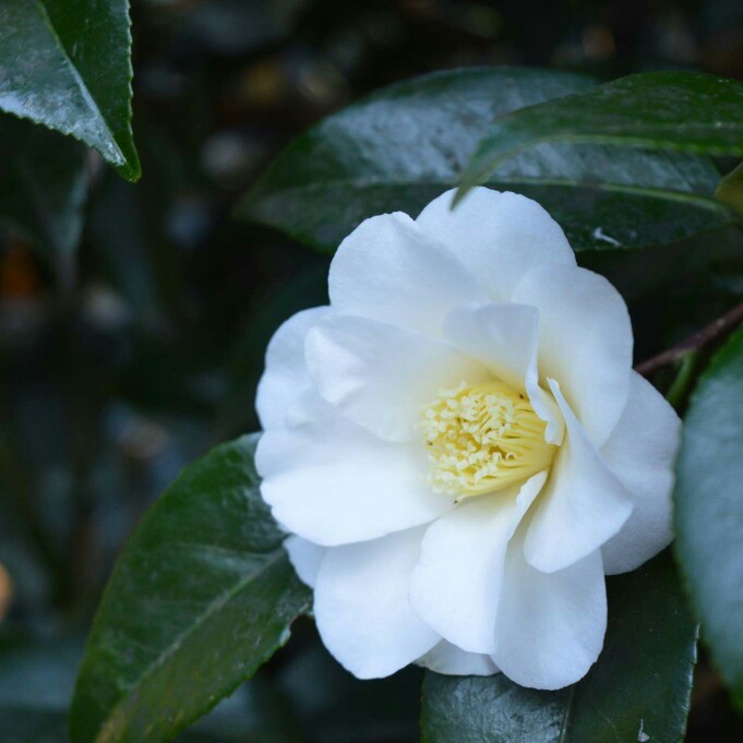 Camellia