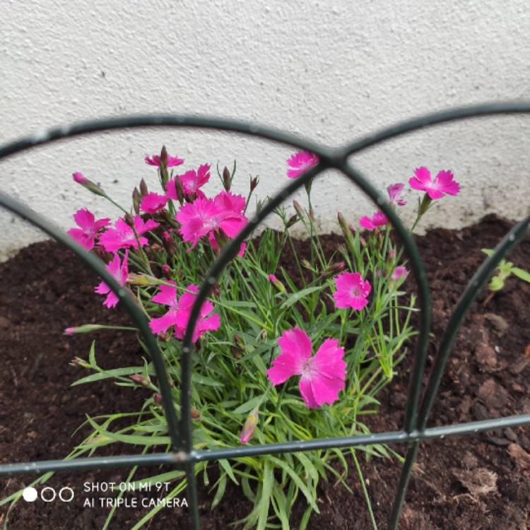 Plant image Dianthus 'Kahori'