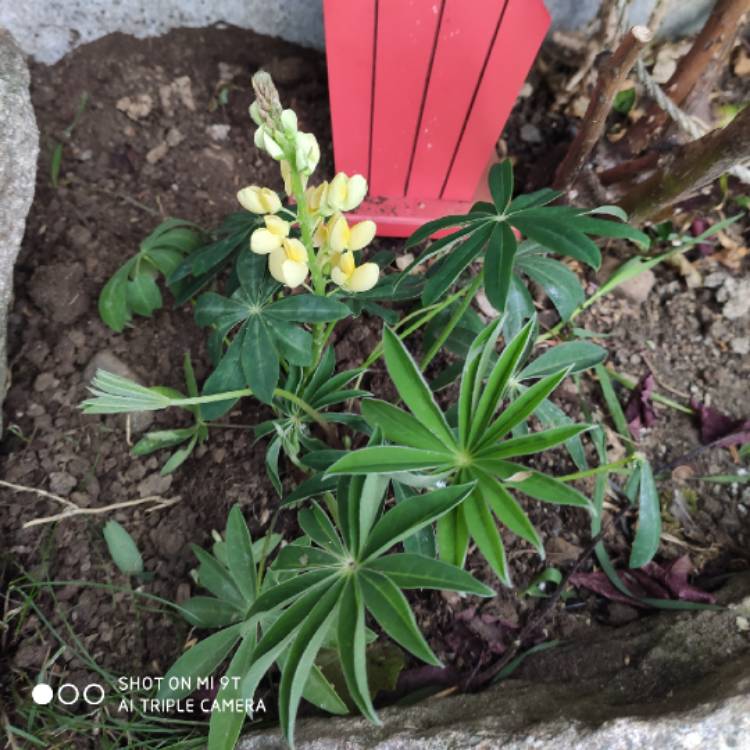 Plant image Lupinus 'Gallery Dwarf Mixed'