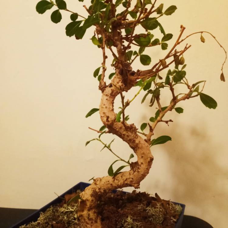 Plant image Ficus Bonsai