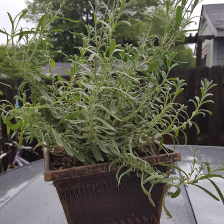 Plant image Lavandula stoechas 'Silver Anouk' (Anouk Series)